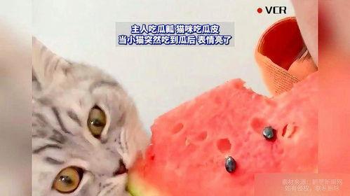 猫吃瓜视频,喵星人与瓜果乐园的欢乐时光