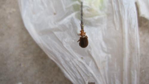 吃瓜虫的视频,一场视觉盛宴的奇妙之旅