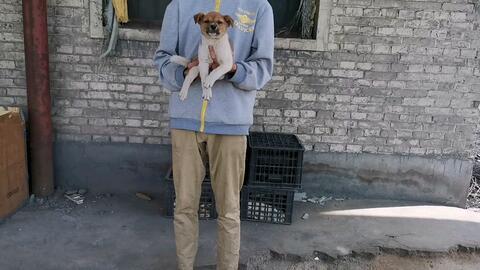 二哥二嫂吃瓜事件视频,揭秘背后真相与网友热议