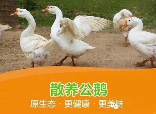 吃瓜安利鹅小视频